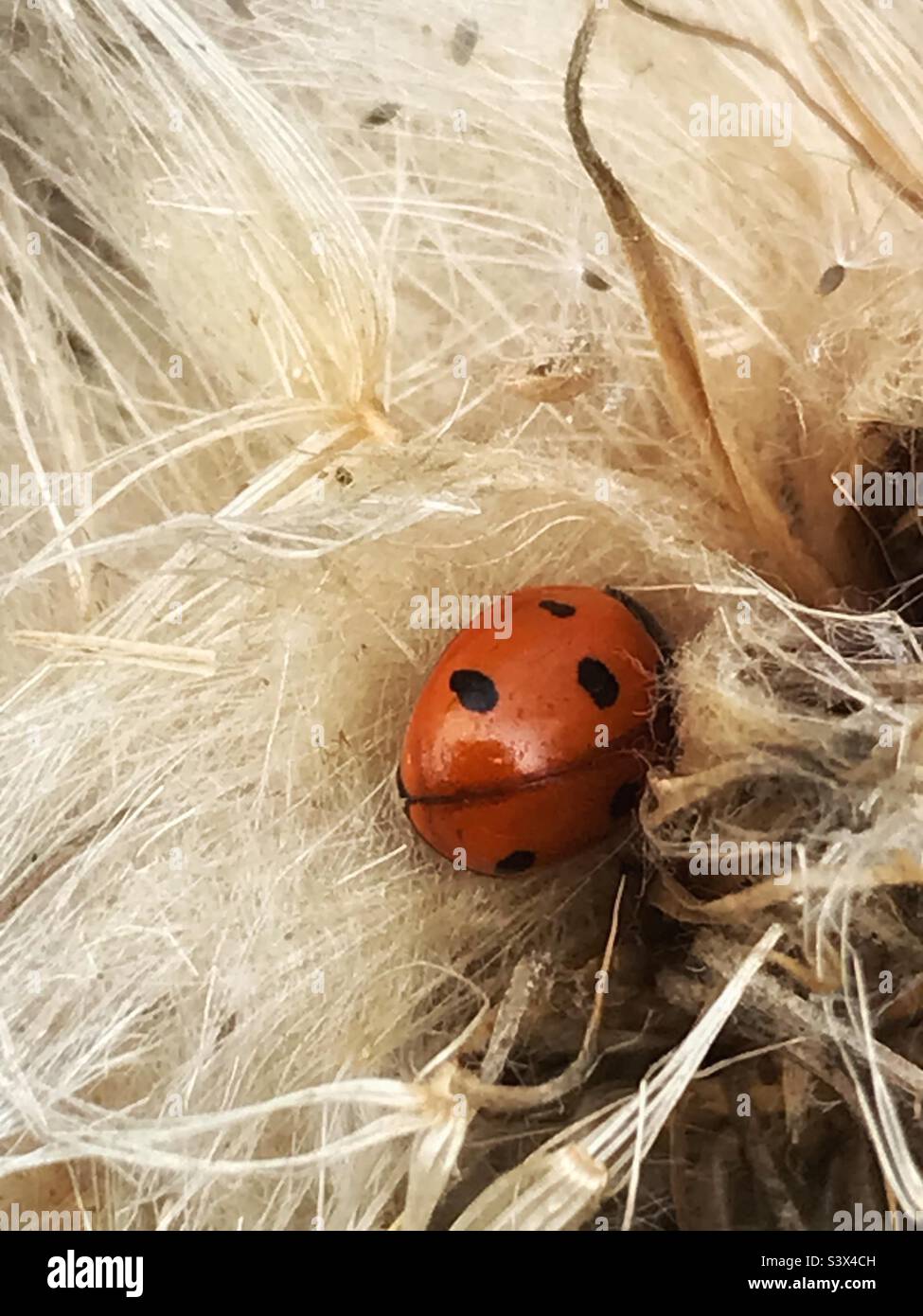 Ladybird in una testa di semi morbida Foto Stock