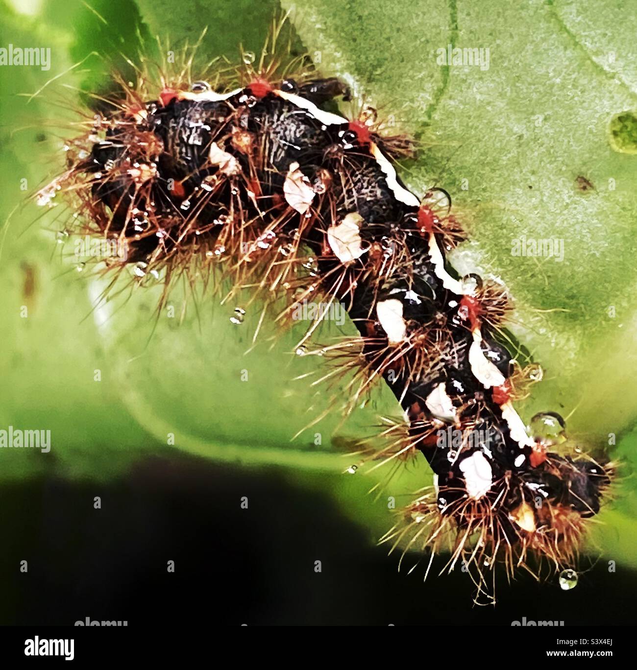 Caterpillar su una foglia di cavolo. - Immagine stock catturata con smartphone
