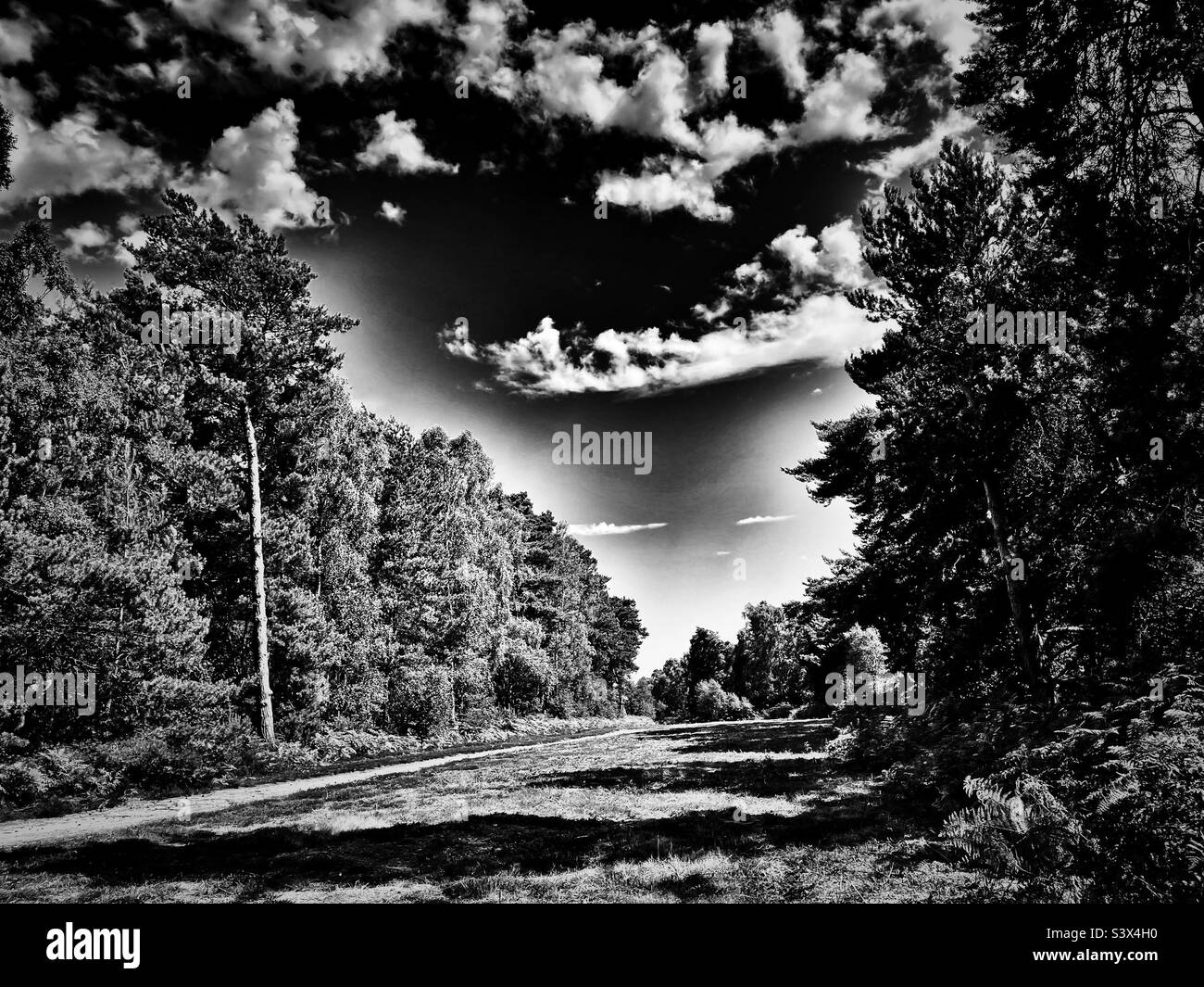 Sutton Heath Suffolk in Inghilterra - Immagine stock catturata con smartphone