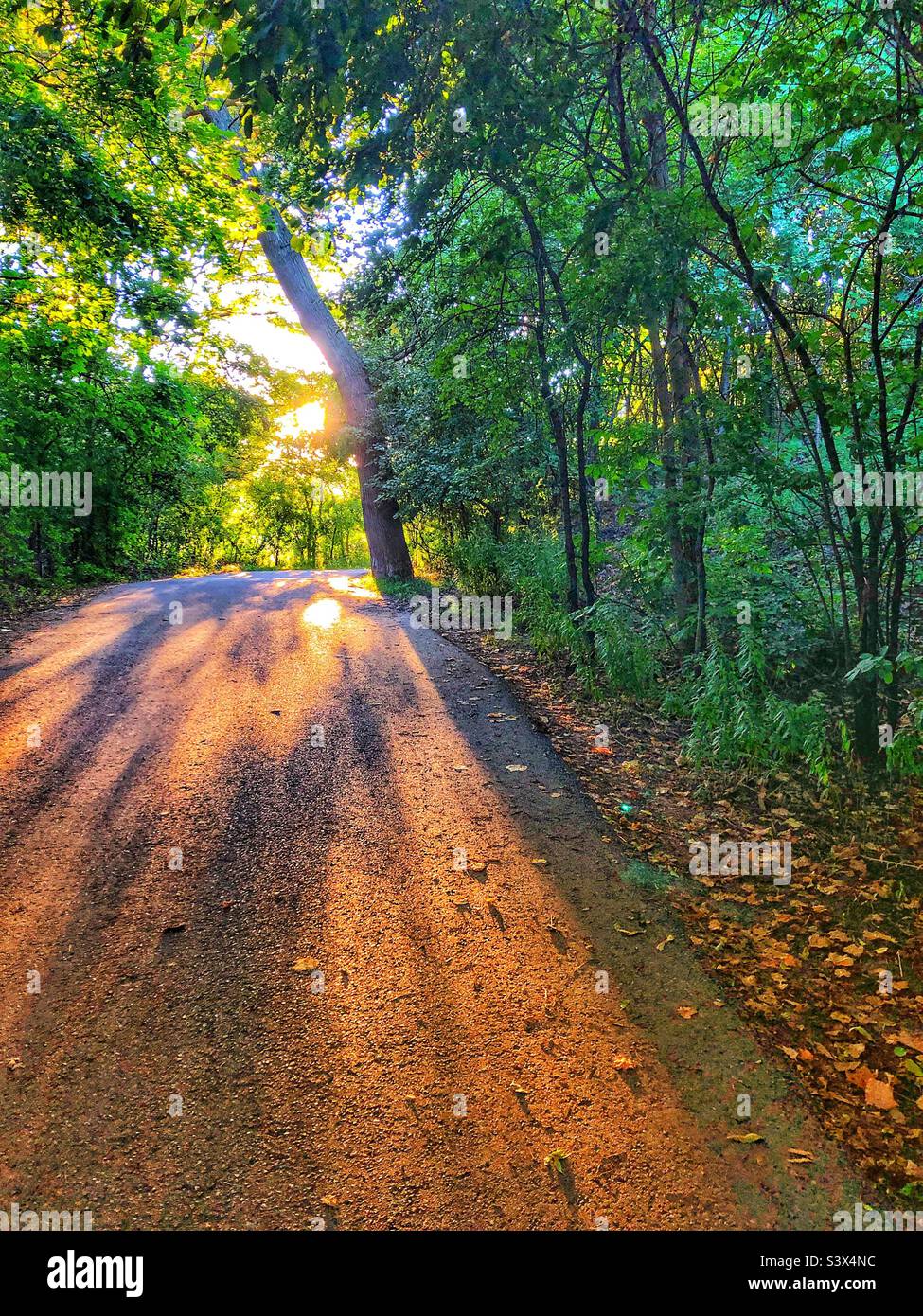 Un sentiero illuminato dal sole nel bosco. Foto Stock