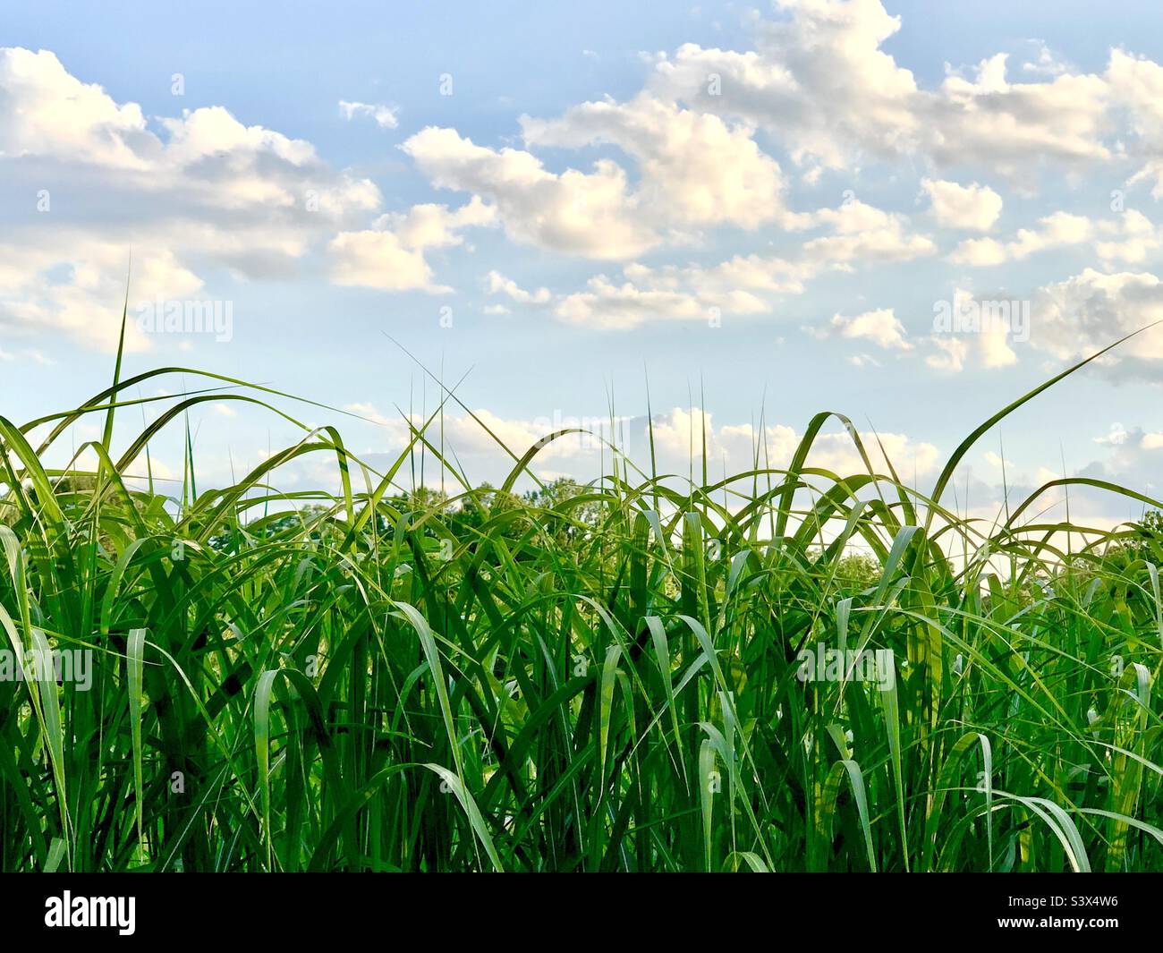 Nuvole e canne - Immagine stock catturata con smartphone