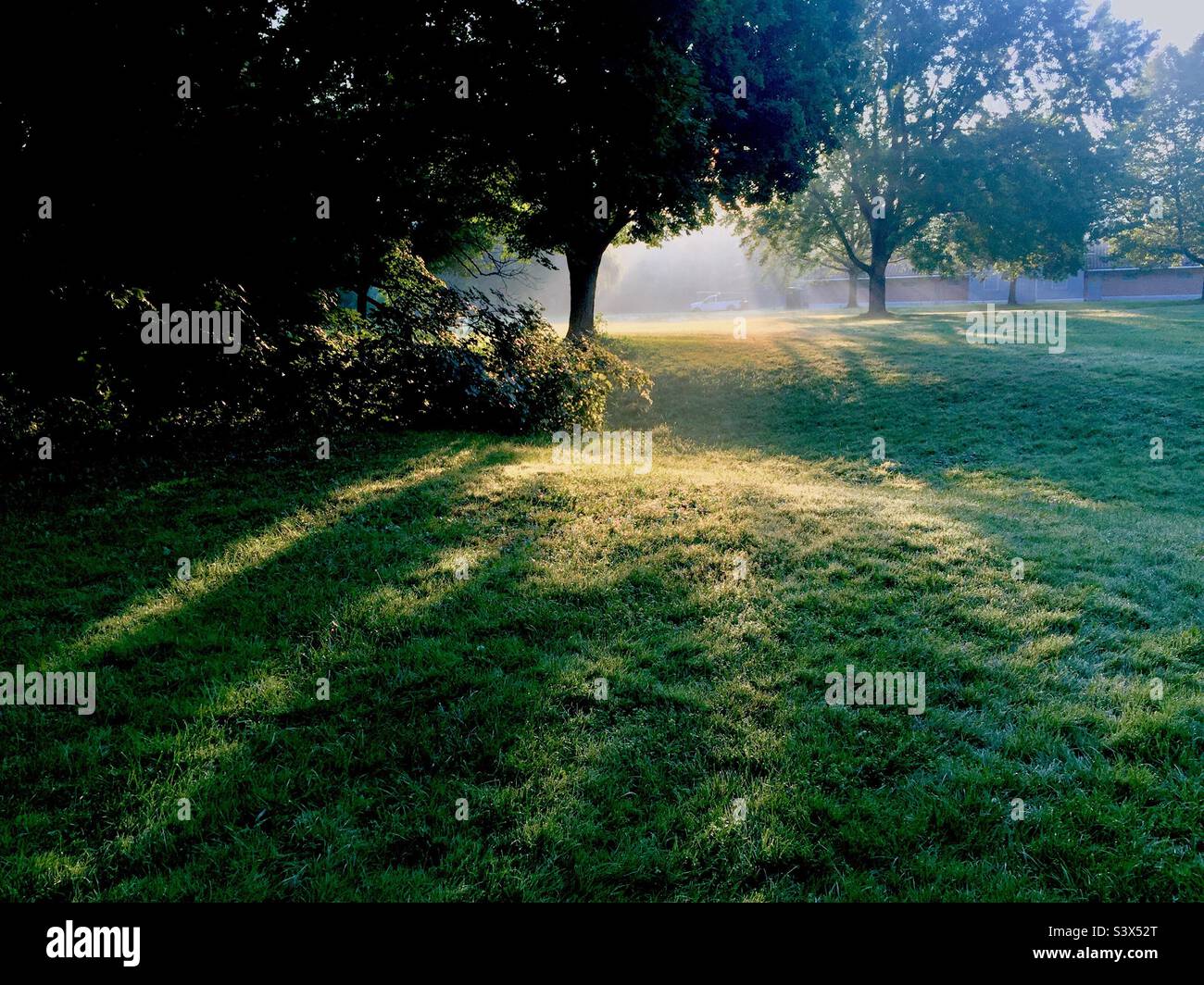 Mattina presto in un grande parco pubblico urbano, Ontario, Canada. Ora d'oro. Nessuna gente. Ambiente perfetto per un'introspezione tranquilla, un'auto-riflessione o un yoku shin-rin. Foto Stock