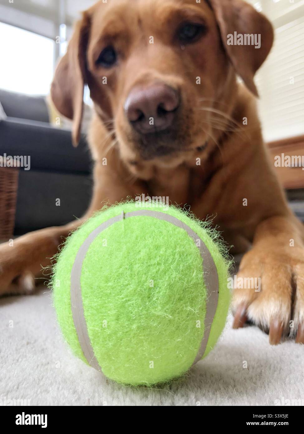 Primo piano di un cane Labrador ipnotizzato da una palla n una divertente immagine animale domestico Foto Stock