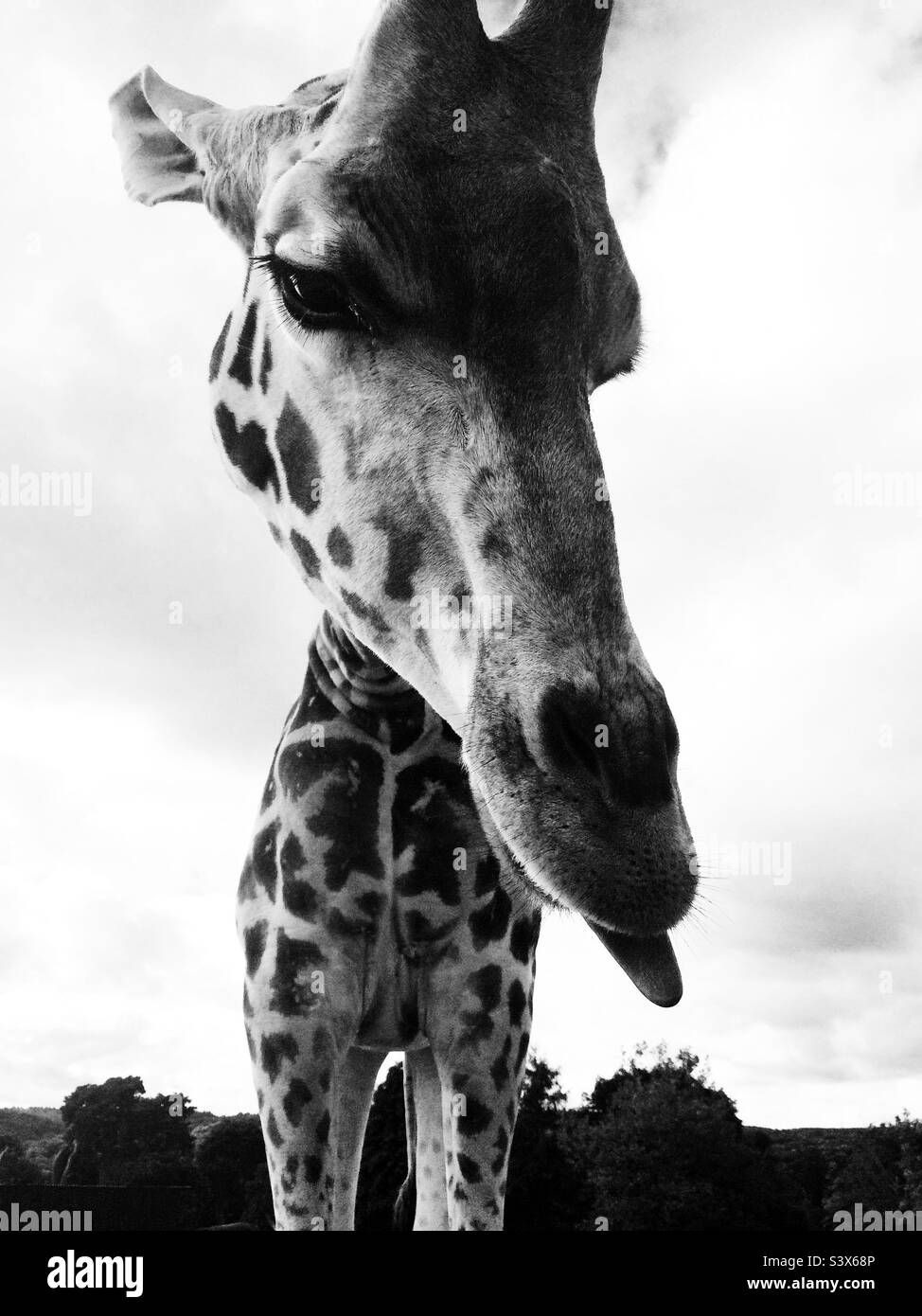 Giraffa con lingua fuori Foto Stock