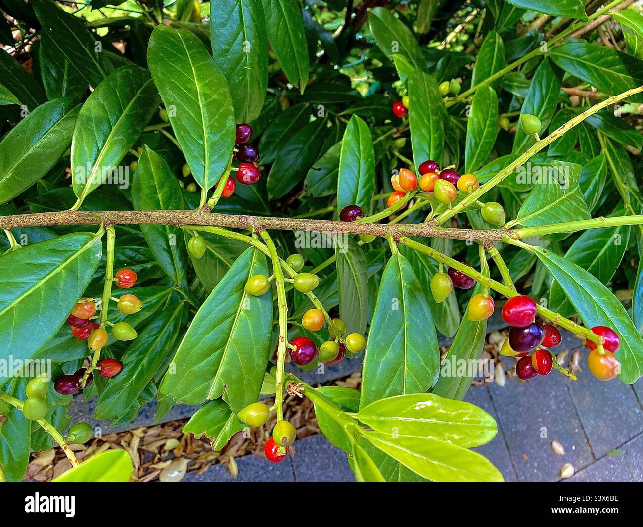 Vivace Berries di vari colori in Un Hedge sul marciapiede, bellissimo gioco di colori, natura Foto Stock