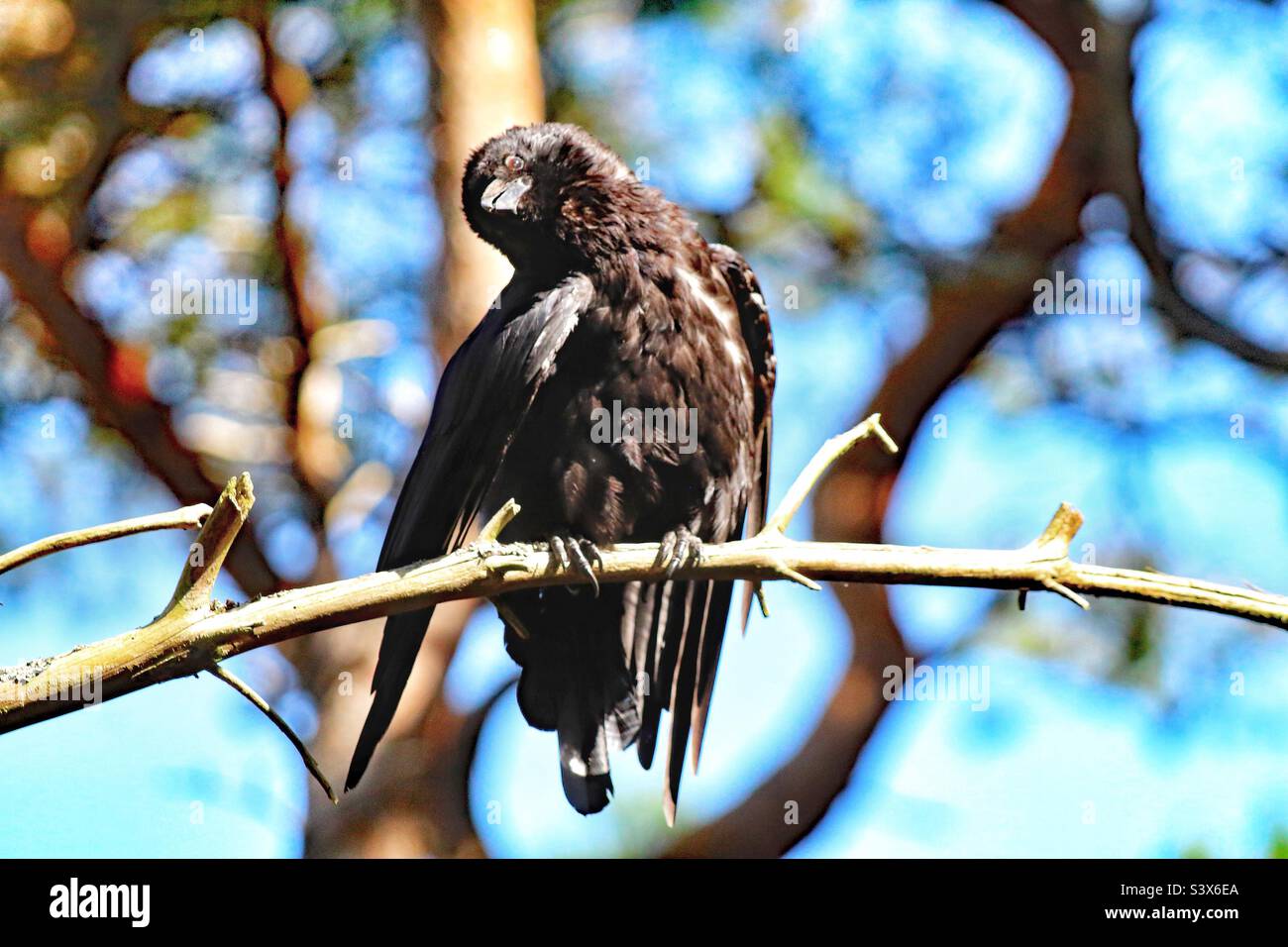 Un Corvo che sta godendo il sole. Questo uccello è seduto su un ramo e godersi i raggi del sole nell'onda di calore. Questo è stato preso a Pine Woods in Formby. Foto Stock