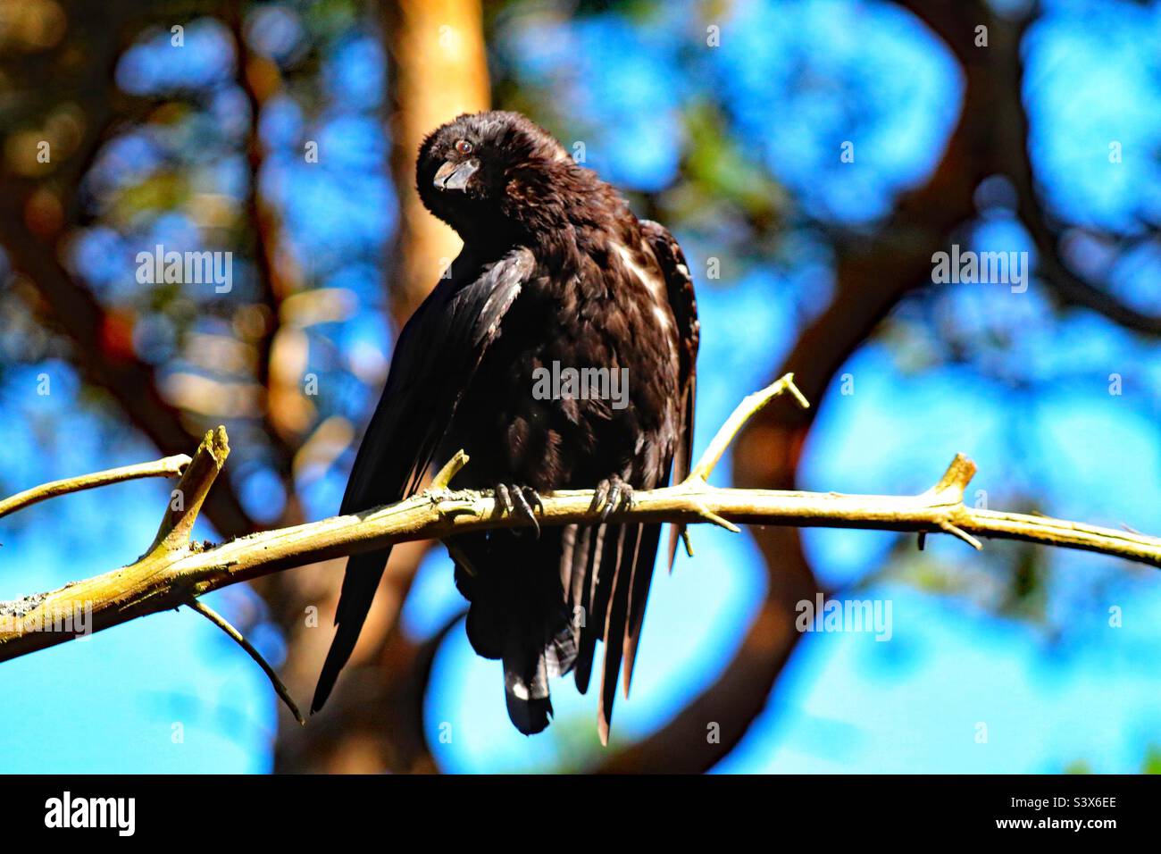 Un Corvo che sta godendo il sole. Questo uccello è seduto su un ramo e godersi i raggi del sole nell'onda di calore. Questo è stato preso a Pine Woods in Formby. - Immagine stock catturata con smartphone