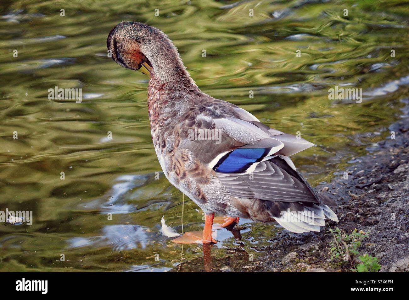 Un mallard blu soluto al bordo del lago, l'acqua può essere vista gocciolare fuori dell'uccello nell'acqua calma e tranquilla. Foto Stock