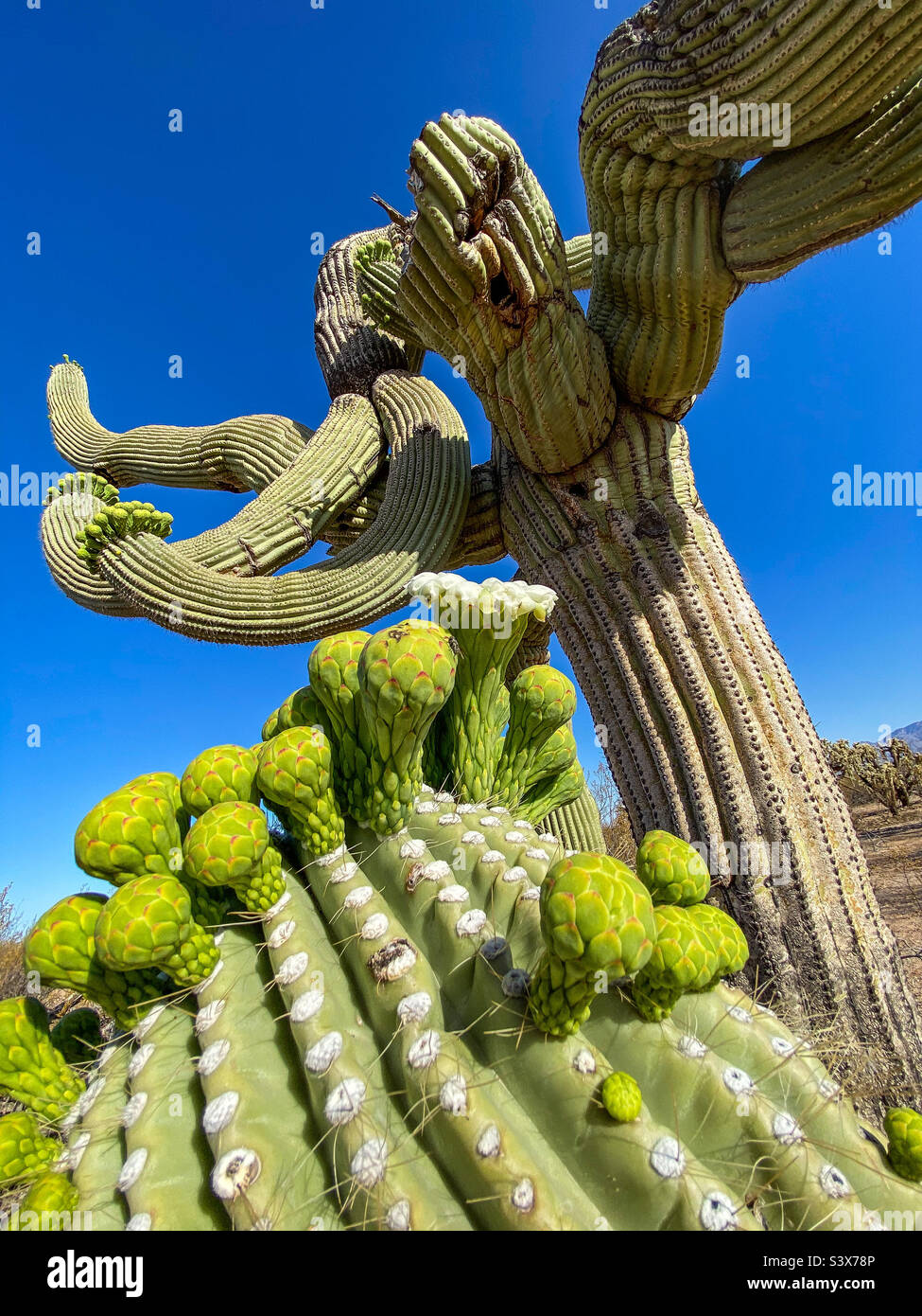 Un vecchio cactus saguaro a forma funky con un primo piano di germogli di fiori su un braccio pendente molto basso. Lo chiamai Leopold. Foto Stock