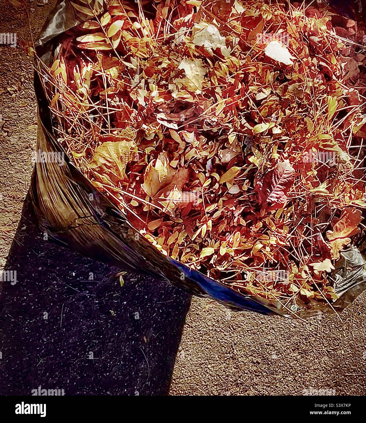 Una versione grungy di una grande borsa di spazzatura piena di foglie rastrellate a bordo di un marciapiede in un quartiere nello Utah, Stati Uniti. - Immagine stock catturata con smartphone
