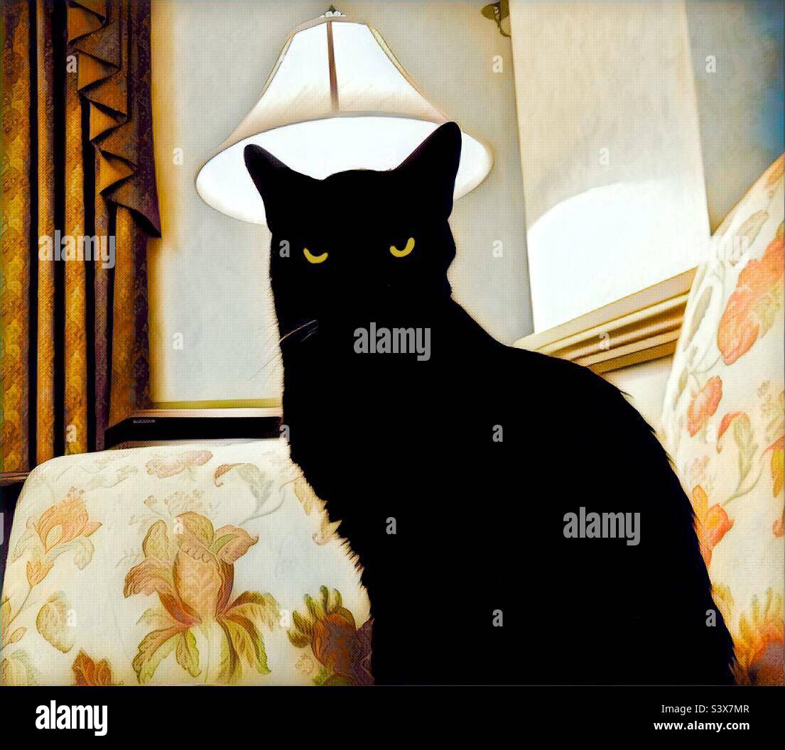 Halloween gatto nero - Immagine stock catturata con smartphone