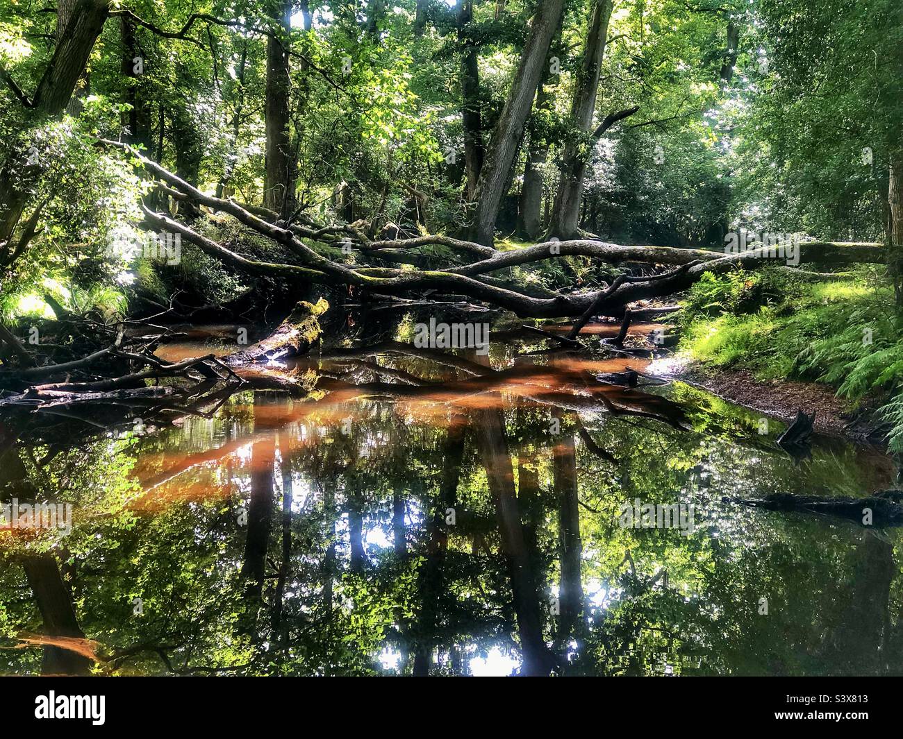 Alberi caduti e riflessi sul torrente d'acqua Ober vicino a Brockenhurst nel Parco Nazionale della Nuova Foresta Foto Stock