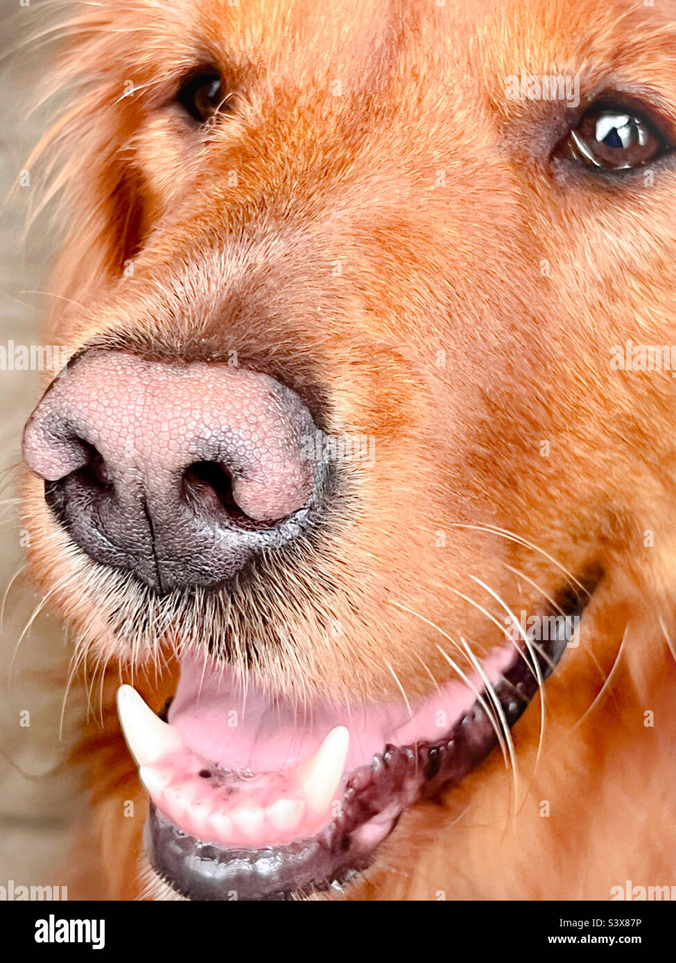 Primo piano del volto di un Golden retriever. Naso per cani in dettaglio. - Immagine stock catturata con smartphone