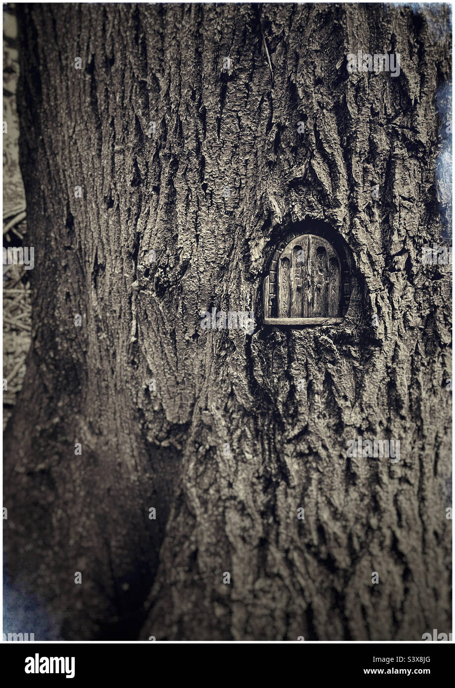 Piccola porta di legno intagliata nel tronco di un albero nel bosco boschetto, Felixstowe. Foto Stock