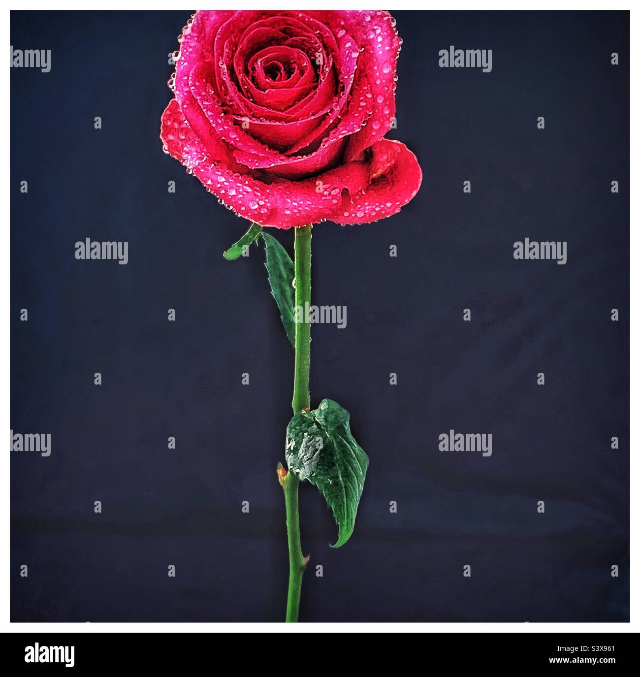 Single red rose. Foto Stock