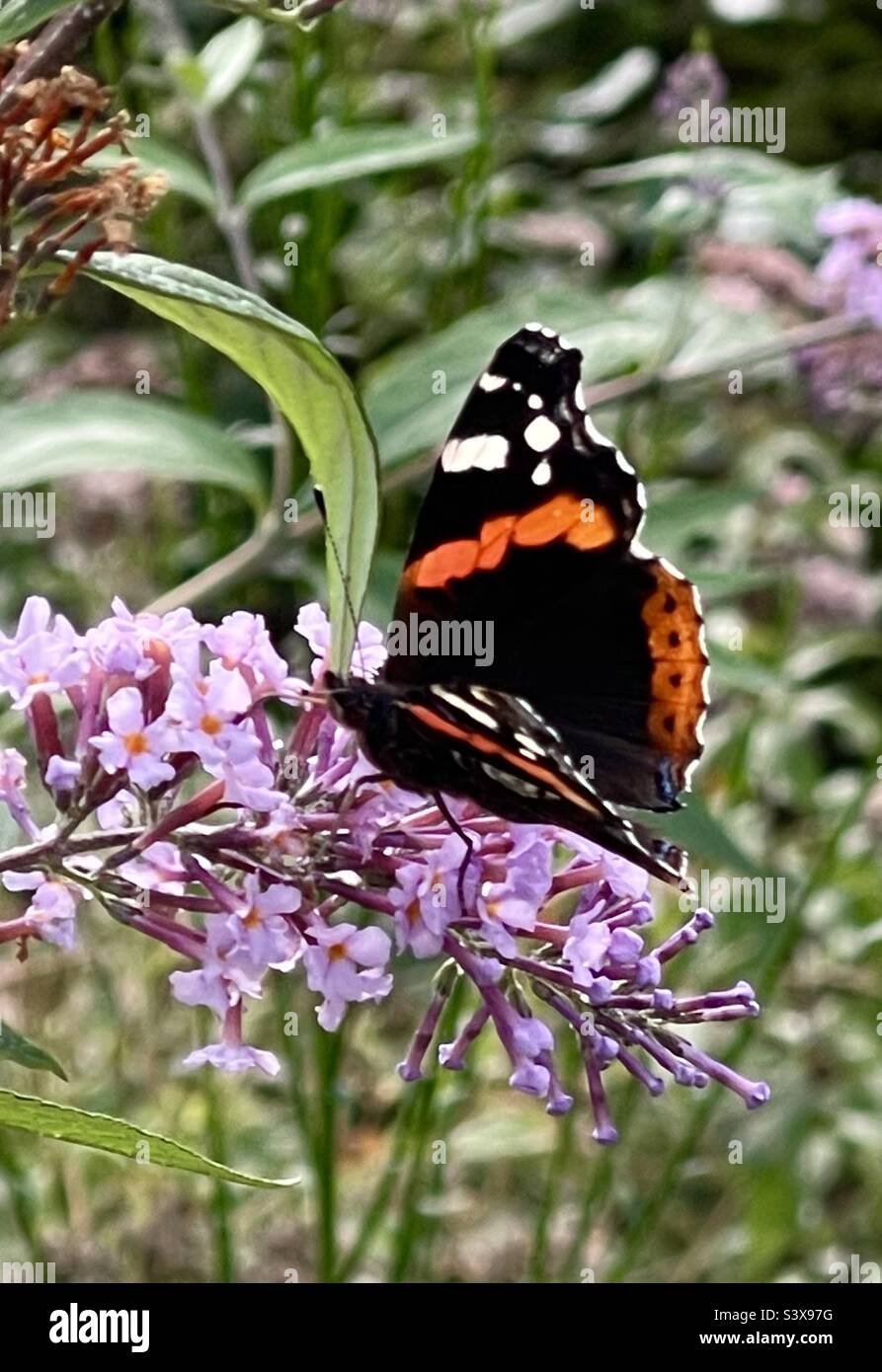 Ammiraglio Rosso su Buddleia Settembre 2022 Foto Stock