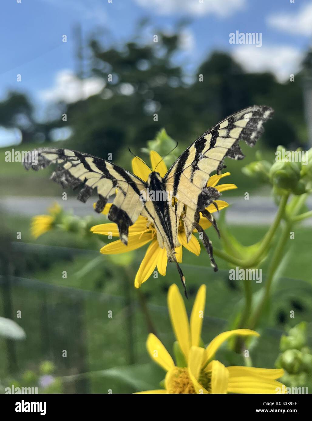 Farfalla Tiger Swallowtail con ali in grattato Foto Stock