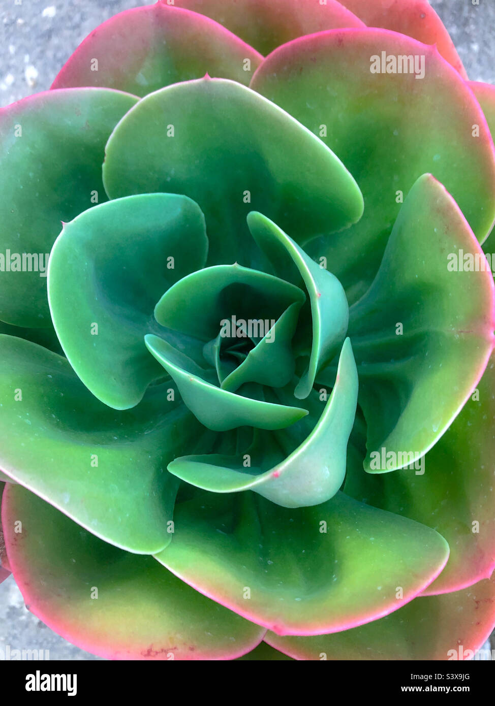 Primo piano di una grande pianta succulenta verde e rosa - Immagine stock catturata con smartphone
