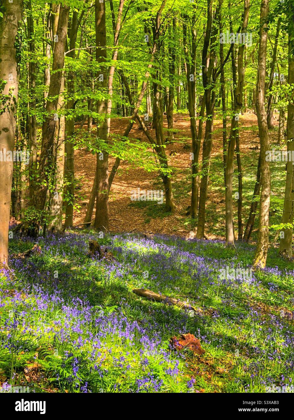 Stoke Park Woods in primavera, Bishopstoke Eastleigh Hampshire Foto Stock