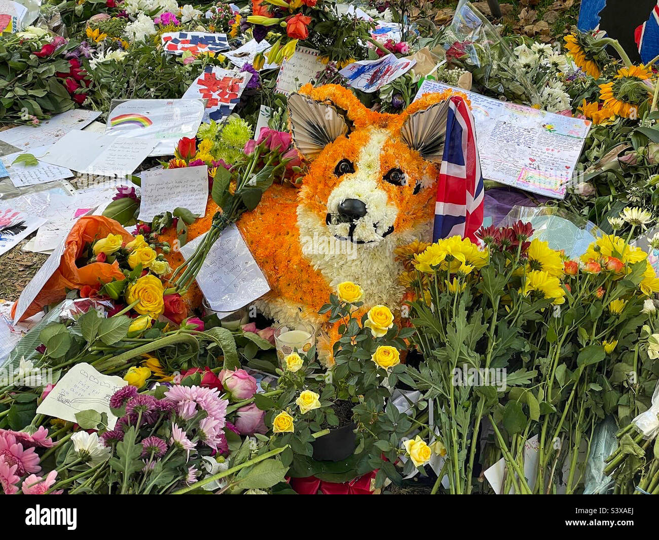 Corgi Dog tra i tributi floreali per la Regina, Green Park, Londra 17 settembre 2022 Foto Stock