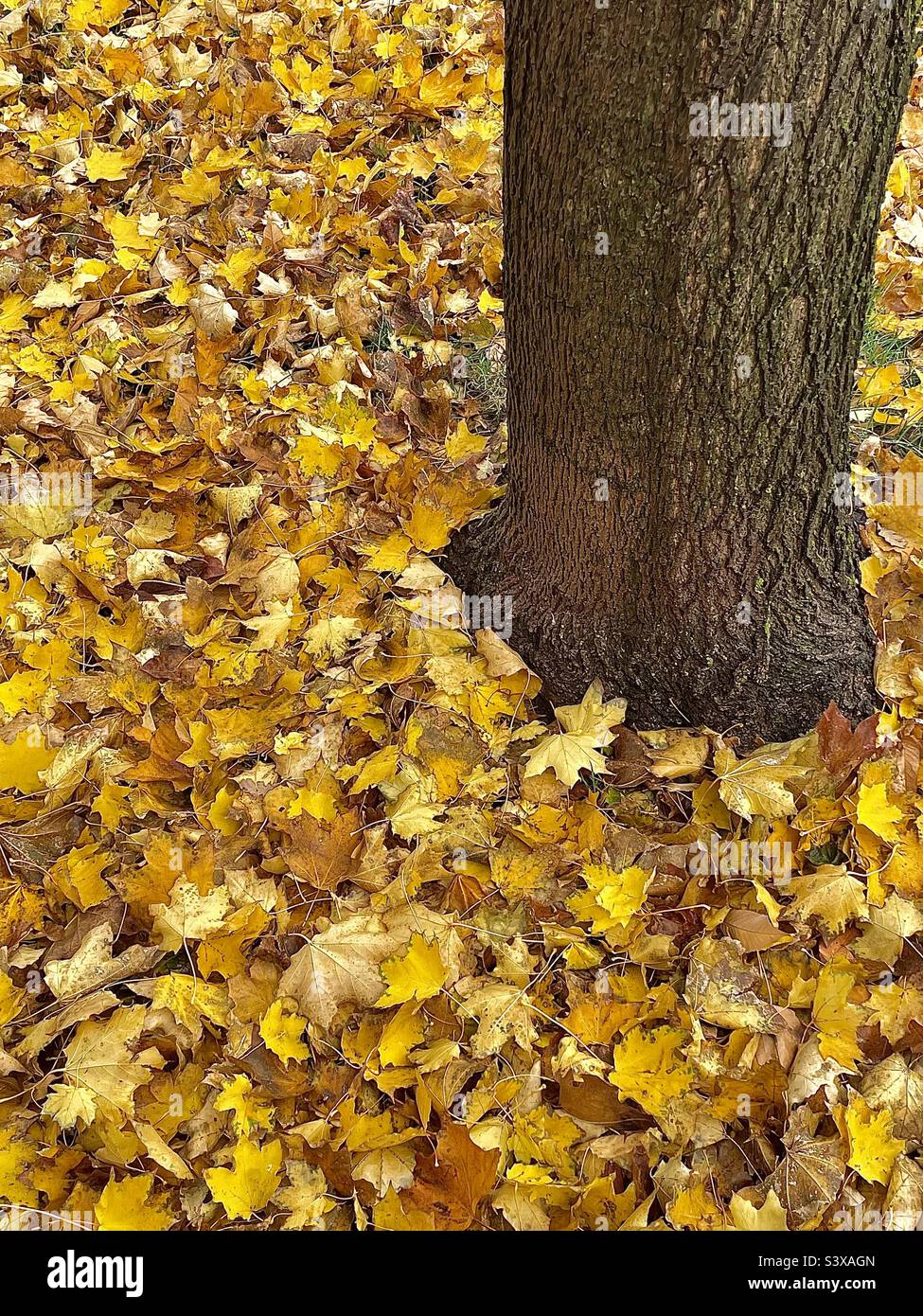 Un cortile in autunno: Un tronco di acero è visto con tutte le sue foglie caduto e che copre il terreno intorno ad esso in un cortile nello Utah, Stati Uniti. - Immagine stock catturata con smartphone