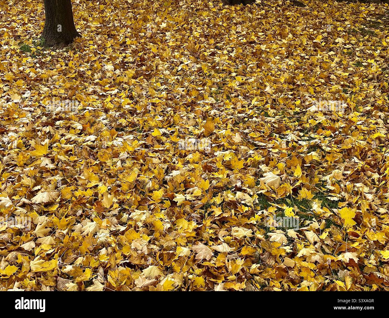 Un cortile in autunno: Un tronco di acero è visto con tutte le sue foglie caduto e che copre il terreno intorno ad esso in un cortile nello Utah, Stati Uniti. - Immagine stock catturata con smartphone