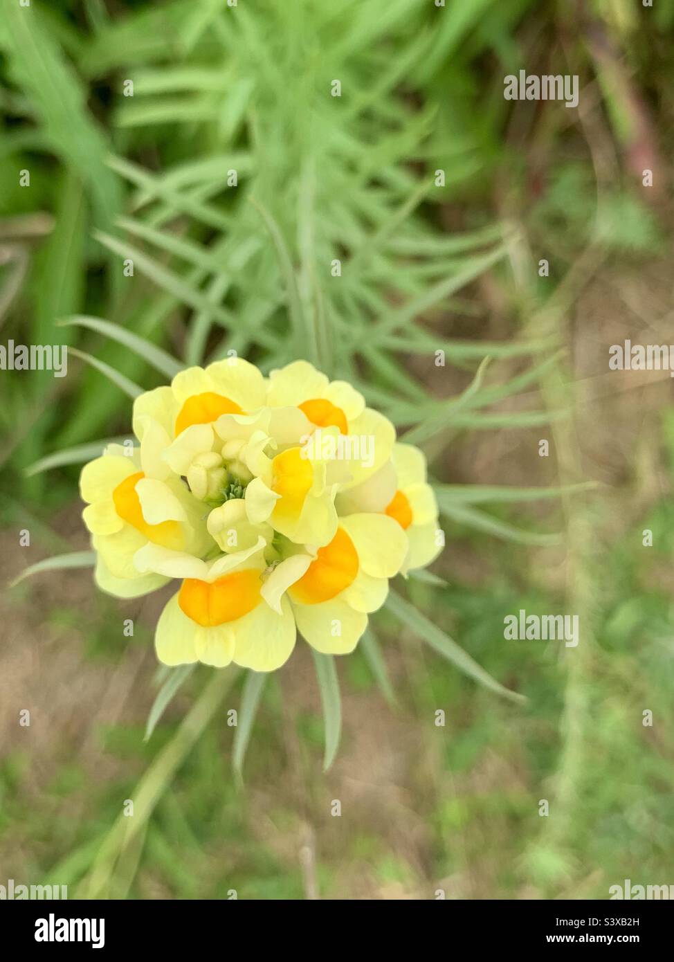 Fiore giallo - Immagine stock catturata con smartphone