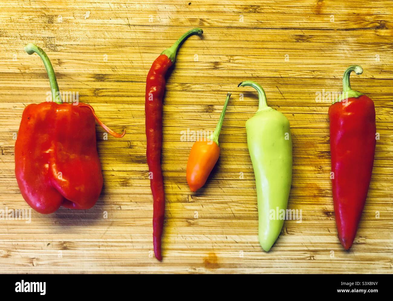 5 diversi tipi di peperoncino coltivati in un tunnel di poli nel Regno Unito - Immagine stock catturata con smartphone