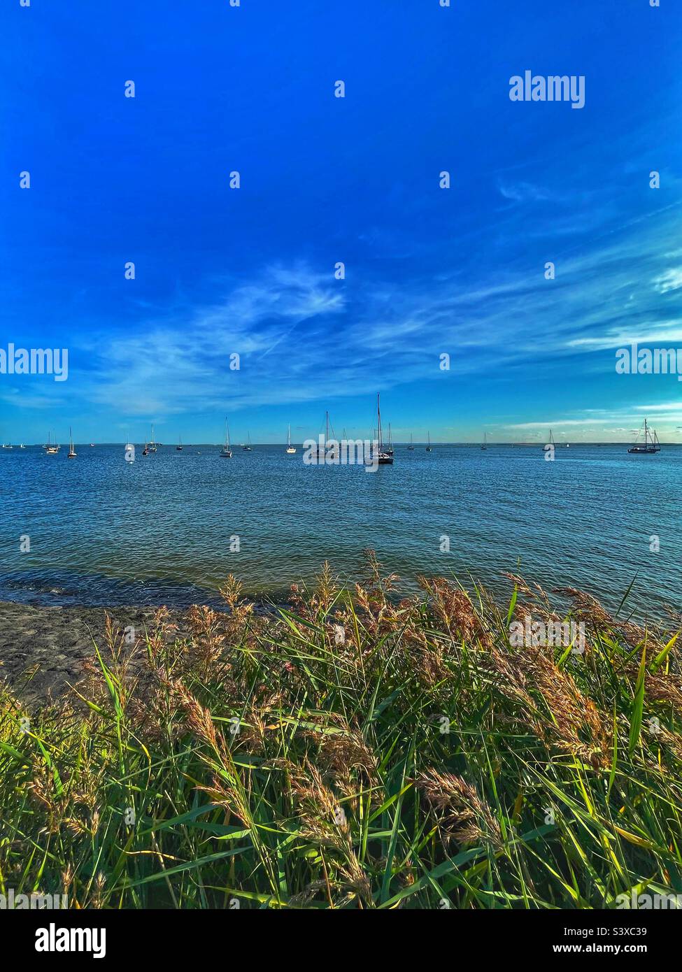 Canne e mare, Leigh-on-Sea, Essex Foto Stock