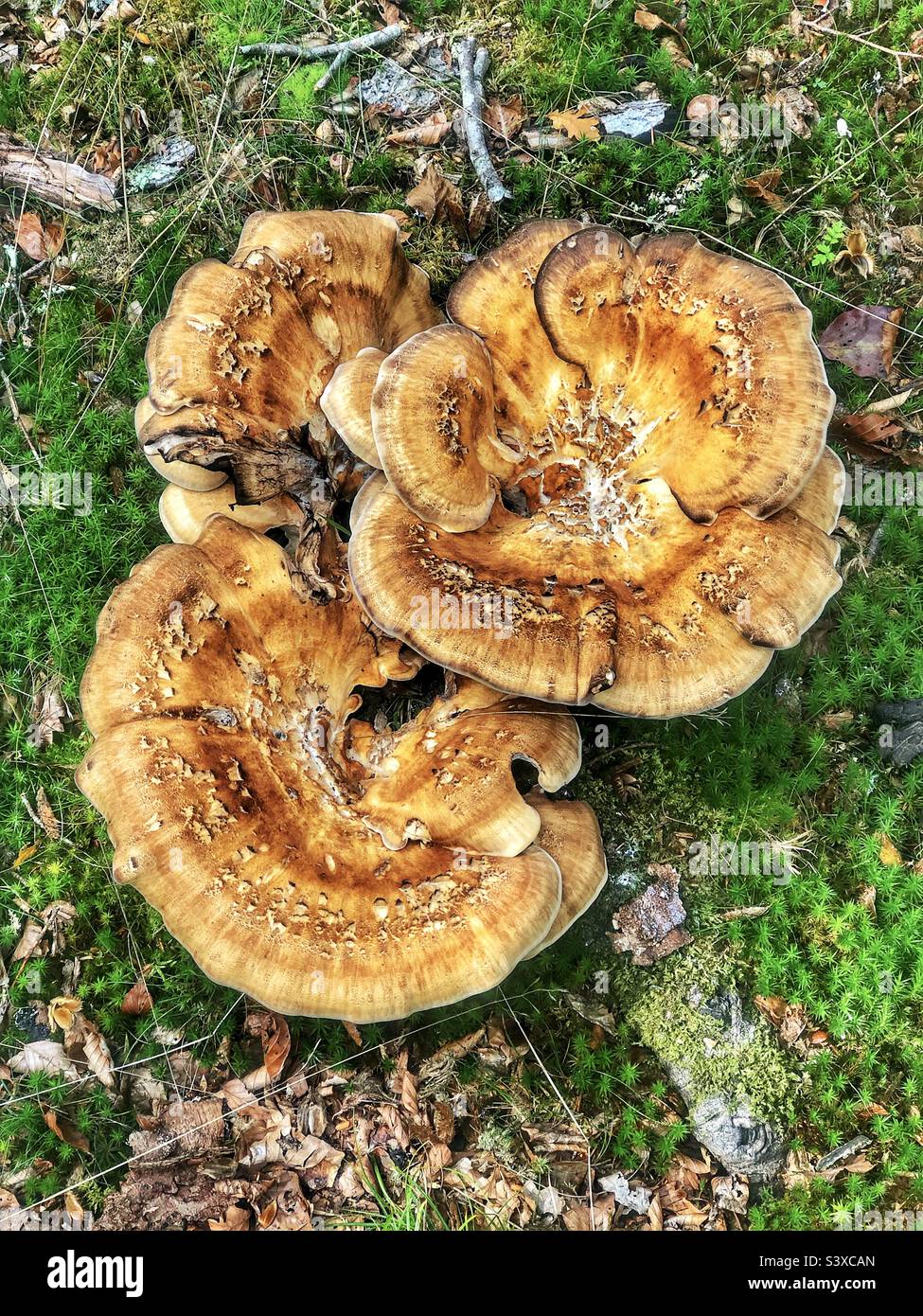 Funghi sul pavimento di foresta in Hampshire Regno Unito - Immagine stock catturata con smartphone