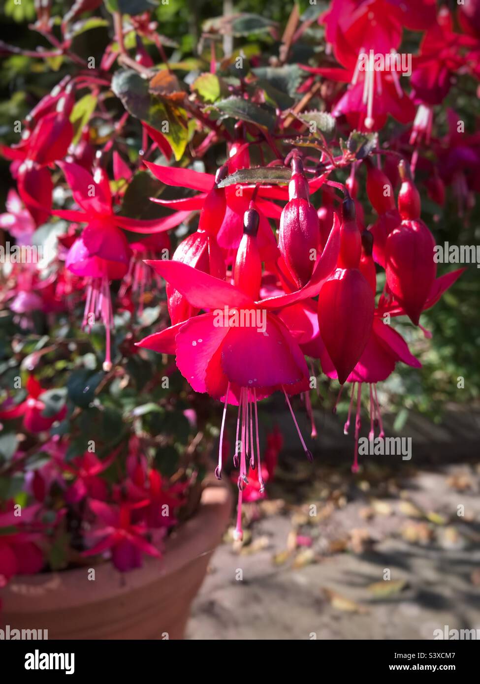 Fiori di fucsia in una pentola su un patio nel Regno Unito settembre Foto Stock