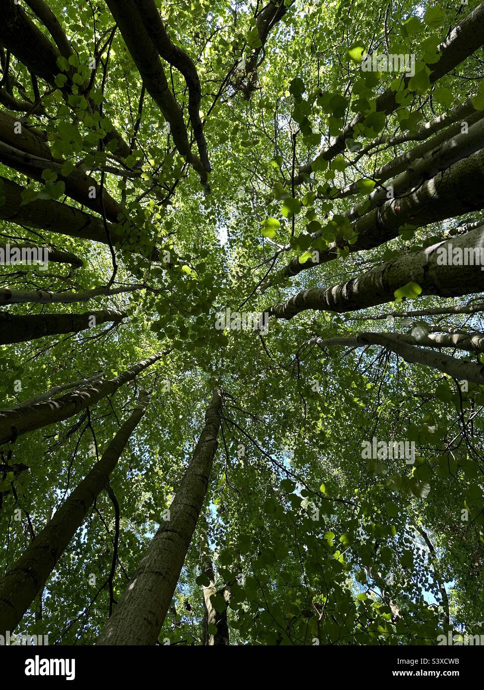 Guardando in alto attraverso gli alberi Foto Stock