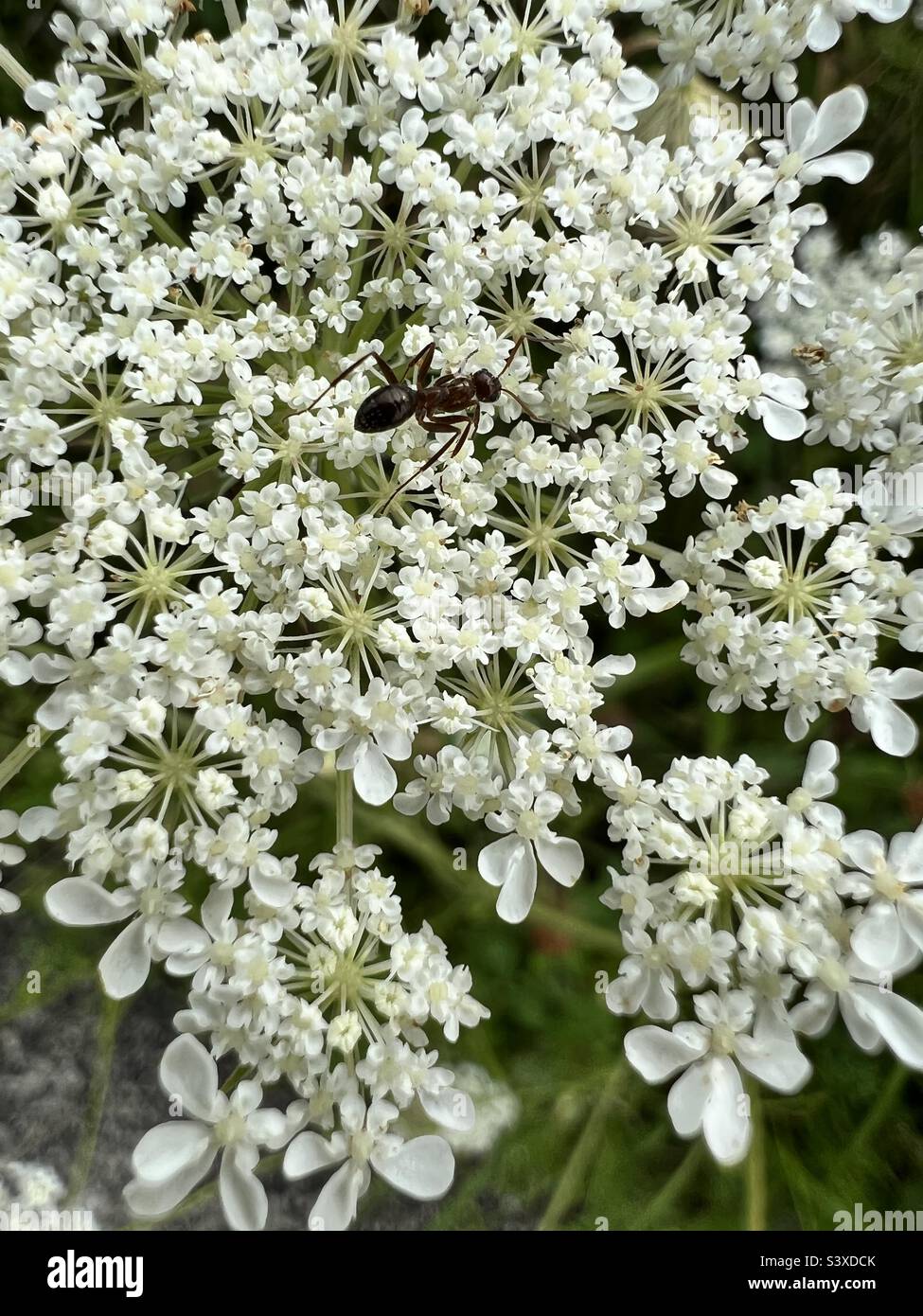 Formica su un fiore bianco Foto Stock