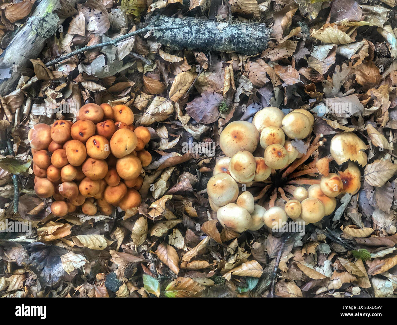 Funghi sul pavimento di foresta in Hampshire Regno Unito - Immagine stock catturata con smartphone