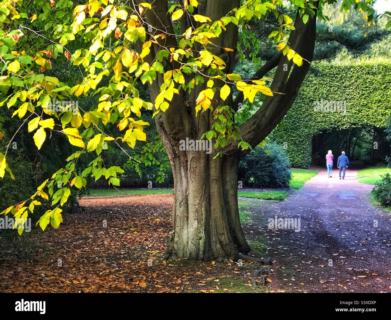 Faggio nordamericano, Fagus Grandifolia con colori autunnali che iniziano a mostrare Foto Stock