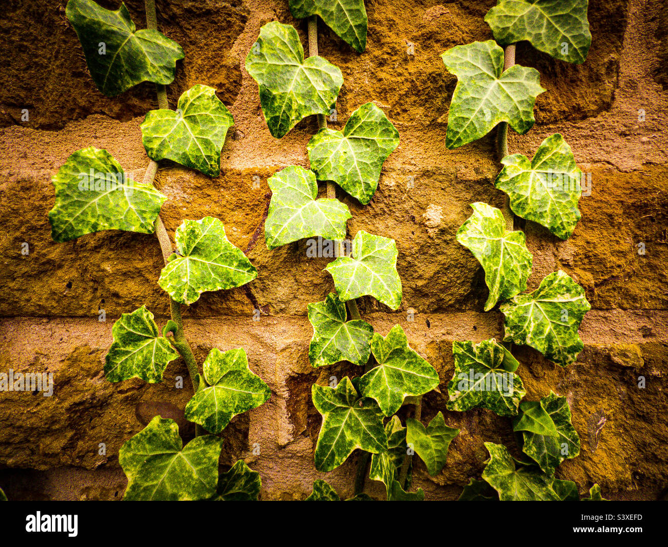 Stonewall con edera alla luce del sole d'autunno Foto Stock