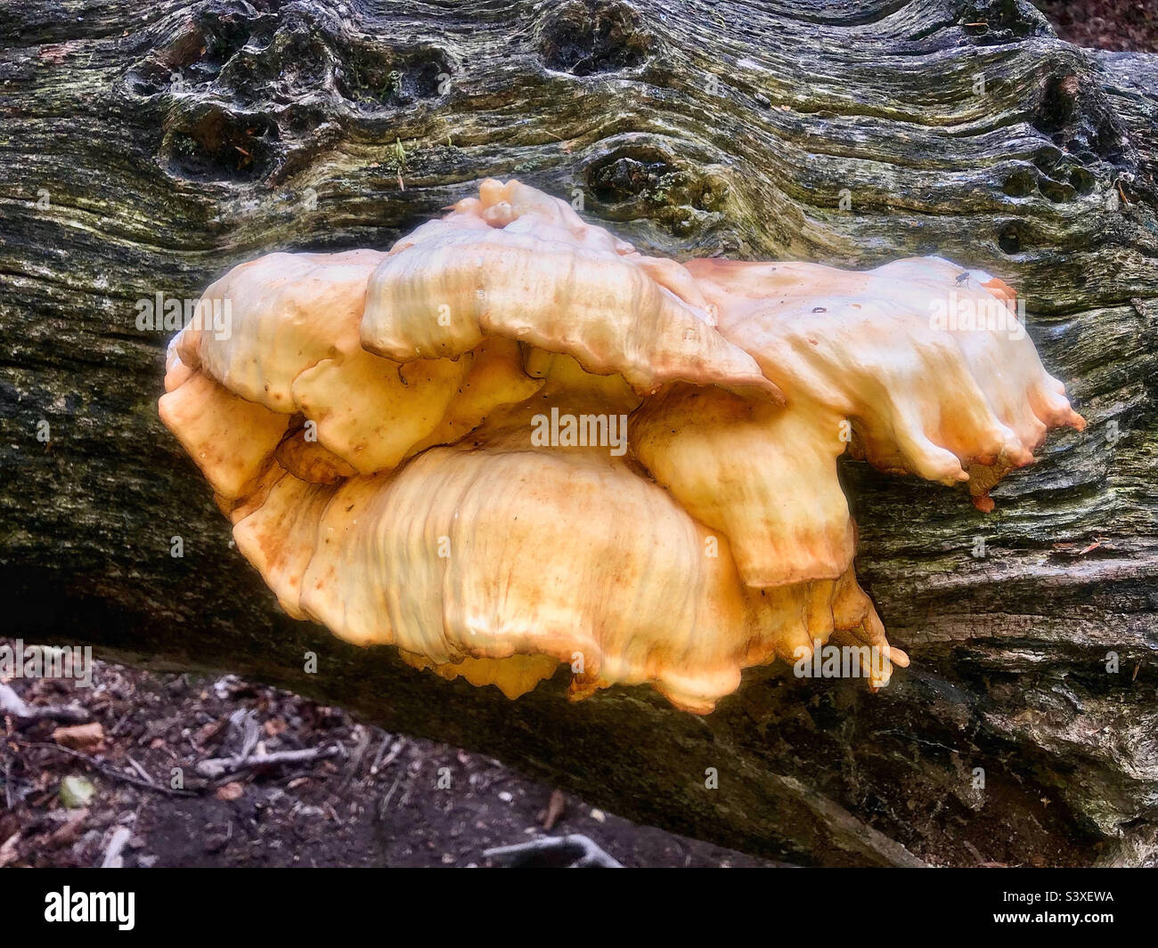 Fungo che cresce su un tronco di albero marcio in Hampshire Regno Unito - Immagine stock catturata con smartphone