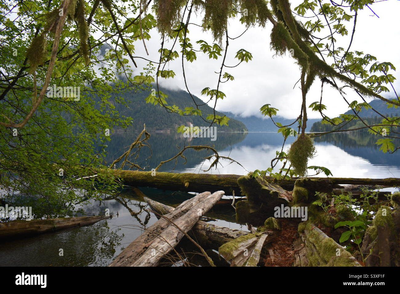 Vista di un lago del Pacifico nord-occidentale attraverso gli alberi Foto Stock