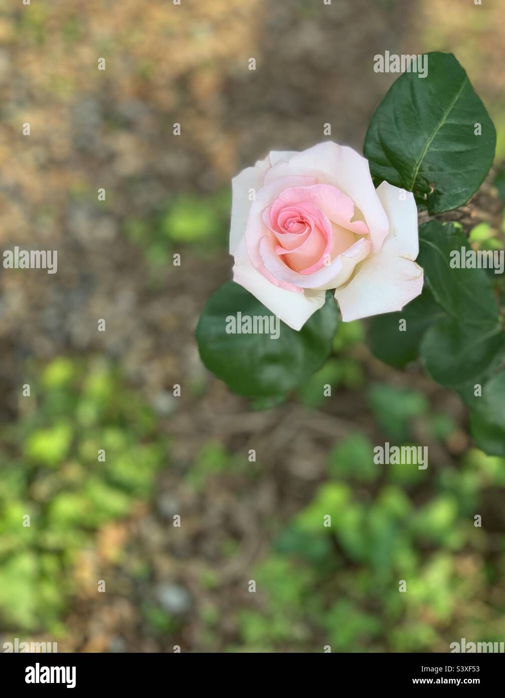 Bella rosa pallido Foto Stock