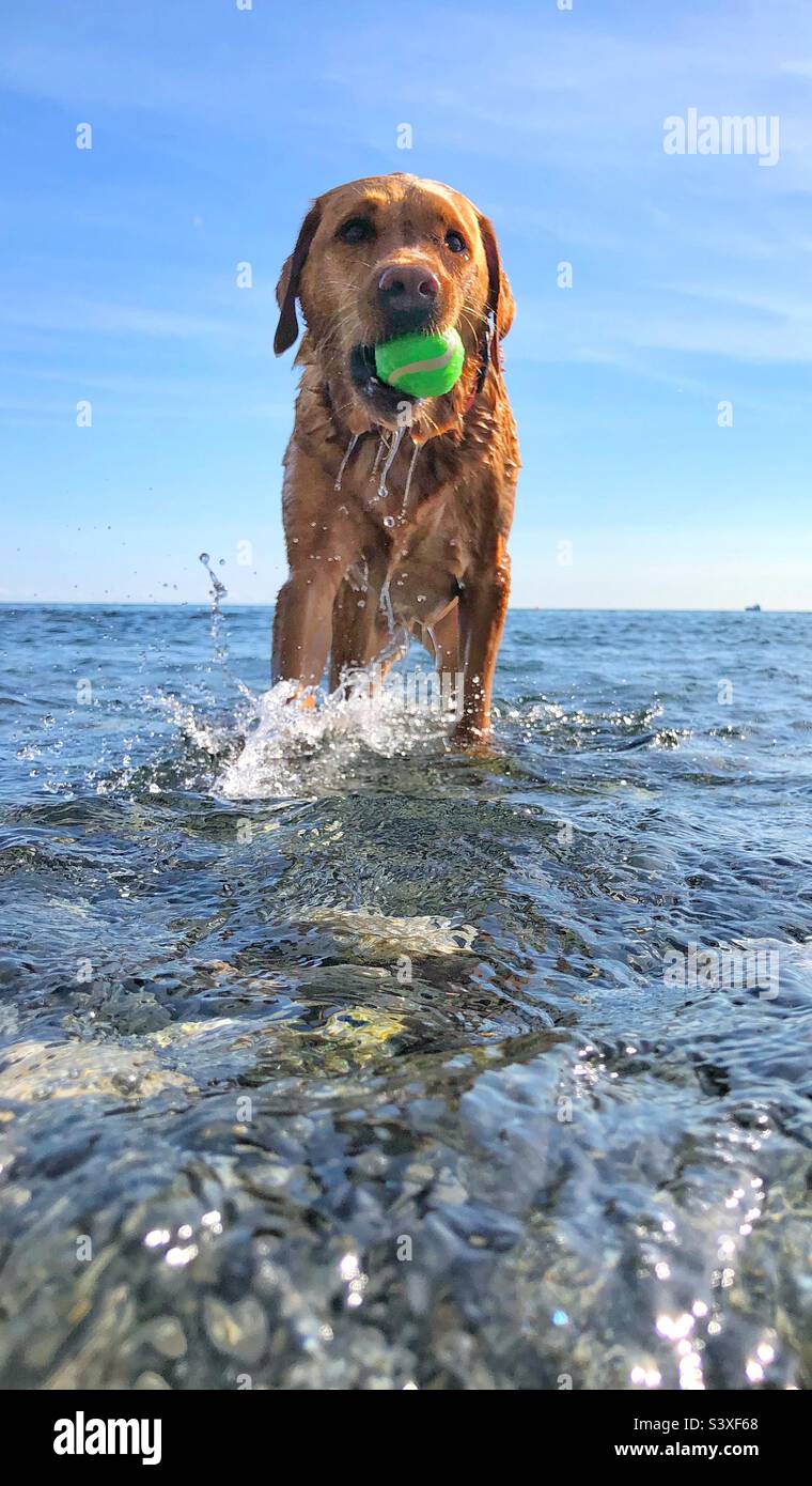 Un cane bagnato in piedi in acqua di mare e spruzzi con una palla in bocca durante una partita di fetch in vacanza estiva - Immagine stock catturata con smartphone