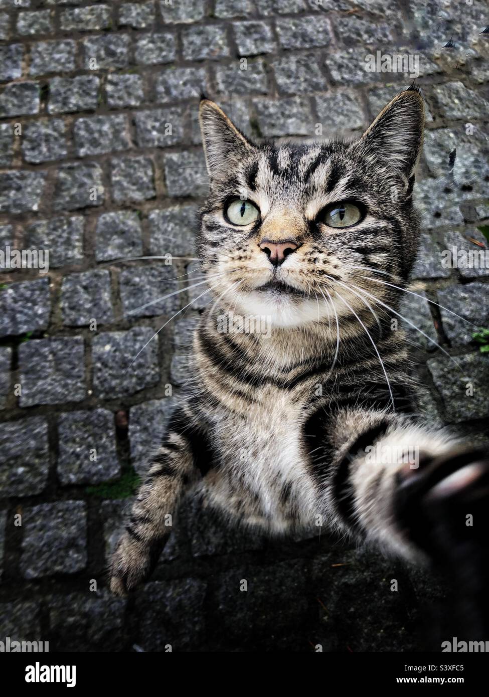divertente immagine animale domestico di un gatto tabby cheeky che prende un selfie con un telefono cellulare con spazio di copia - Immagine stock catturata con smartphone