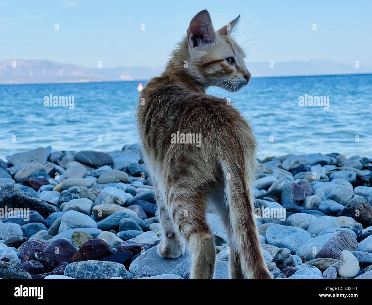 Piccolo gattino arancione al mare Foto Stock