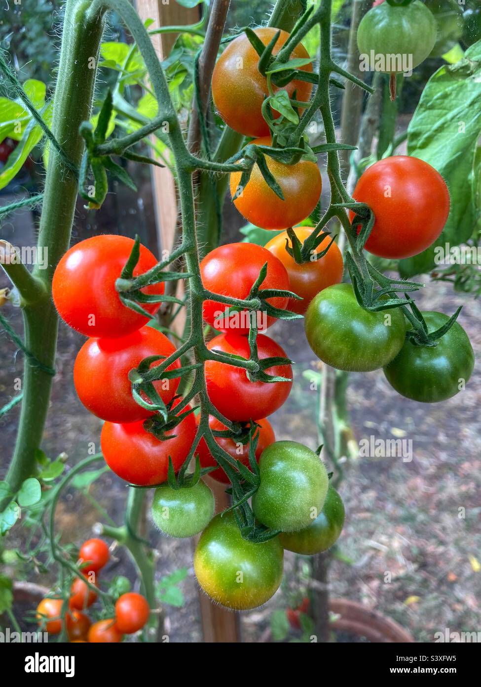 Pomodori che crescono sulla vite in una serra - Immagine stock catturata con smartphone