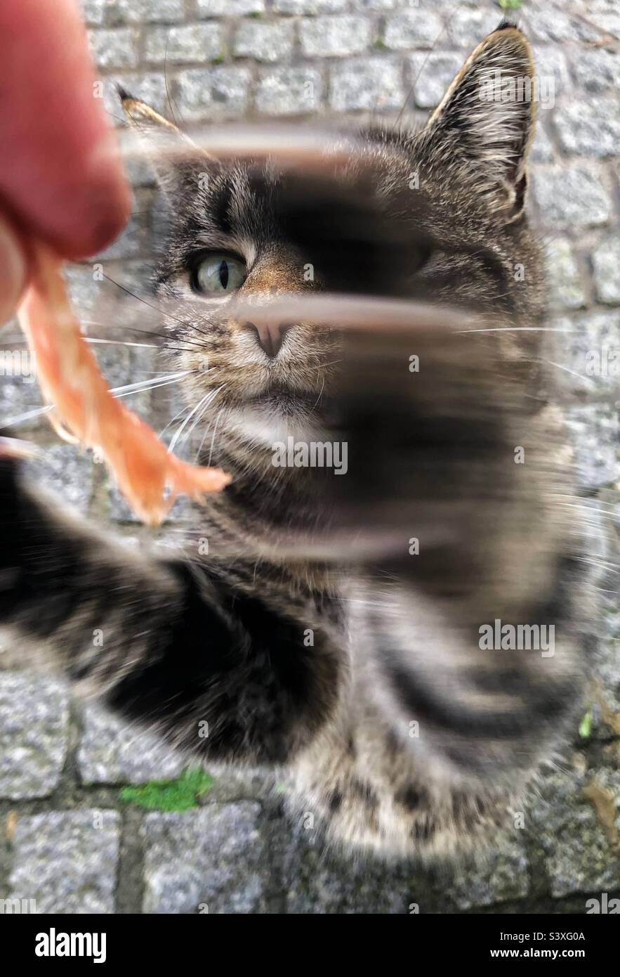 Primo piano di un gatto affamato che sfiora con la sua artiglio un pezzo di carne ed è nutrito da un essere umano Foto Stock