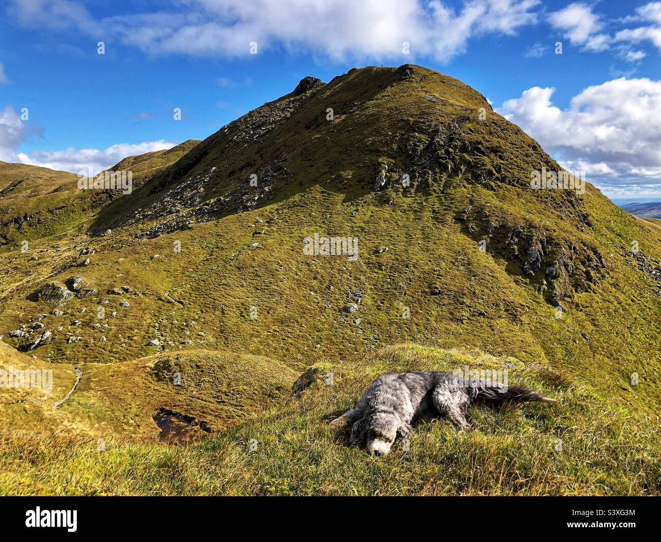 Collie beared che riposa sul sentiero della cresta di Tarmachan, Killin, Scozia - Immagine stock catturata con smartphone