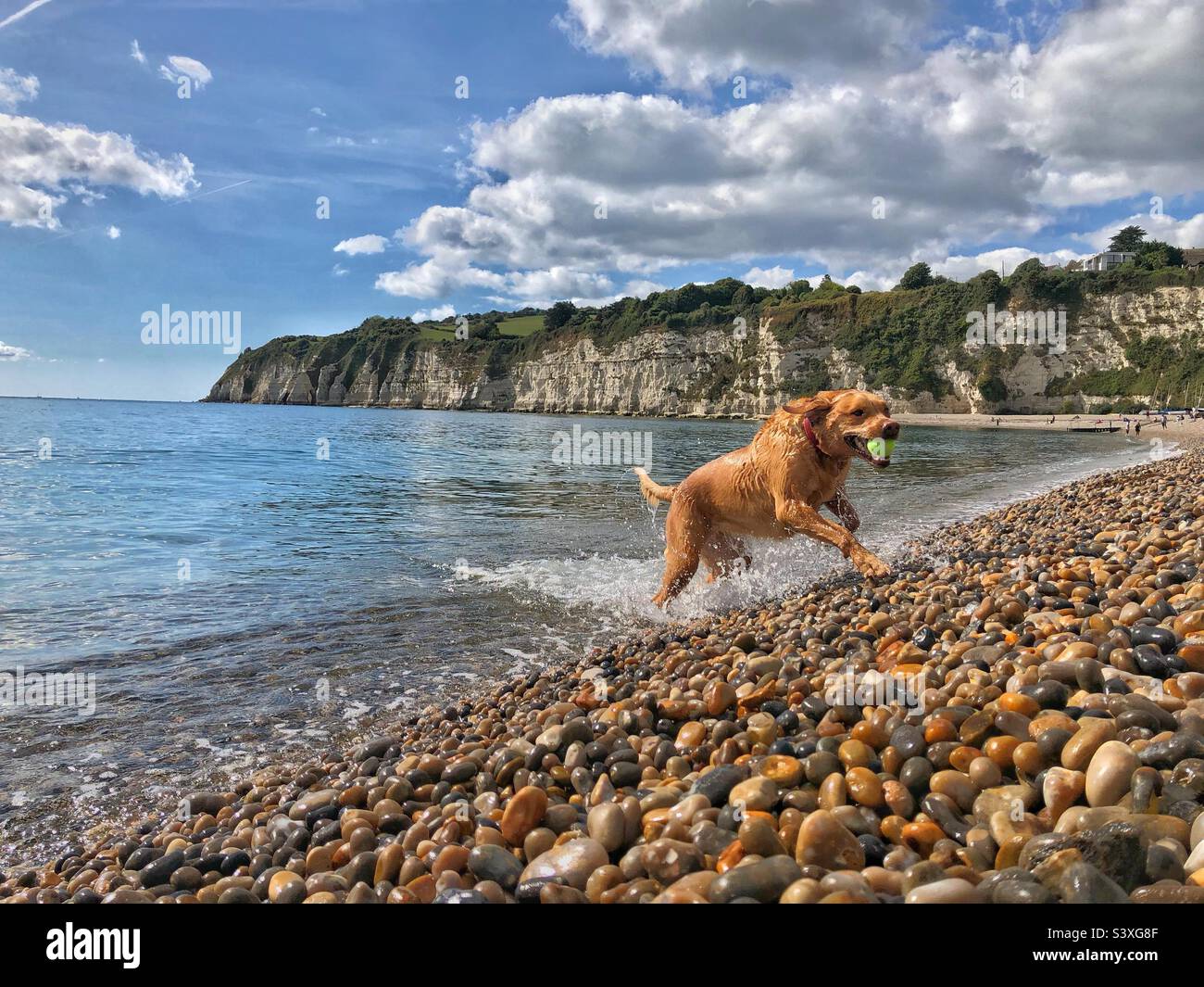 Un cane labrador Retriever in forma e attivo che corre fuori dall'oceano su una colorata spiaggia di ciottoli in vacanza estiva in una tradizionale località balneare inglese a Devon Foto Stock