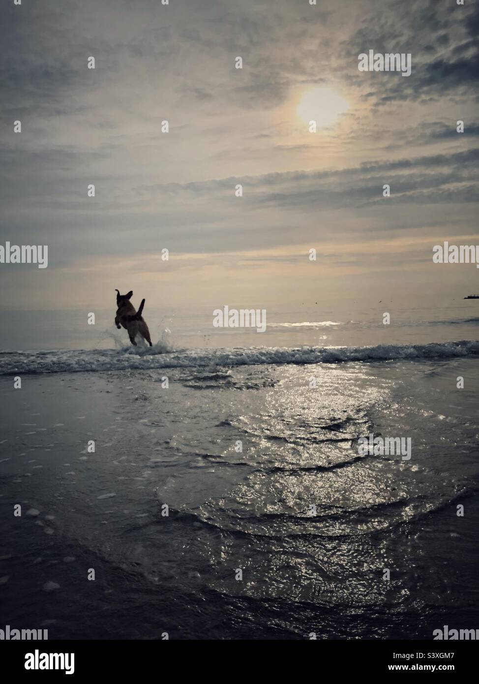 Un cane che saltellava e che delimita le onde nell'oceano mentre gioca e si diverte in vacanza Foto Stock