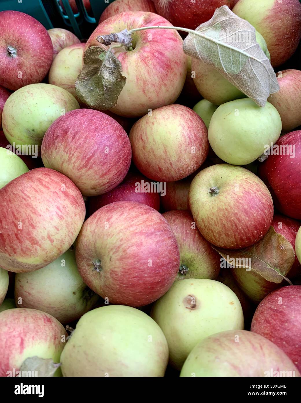 Mucchio di mele appena raccolte Foto Stock