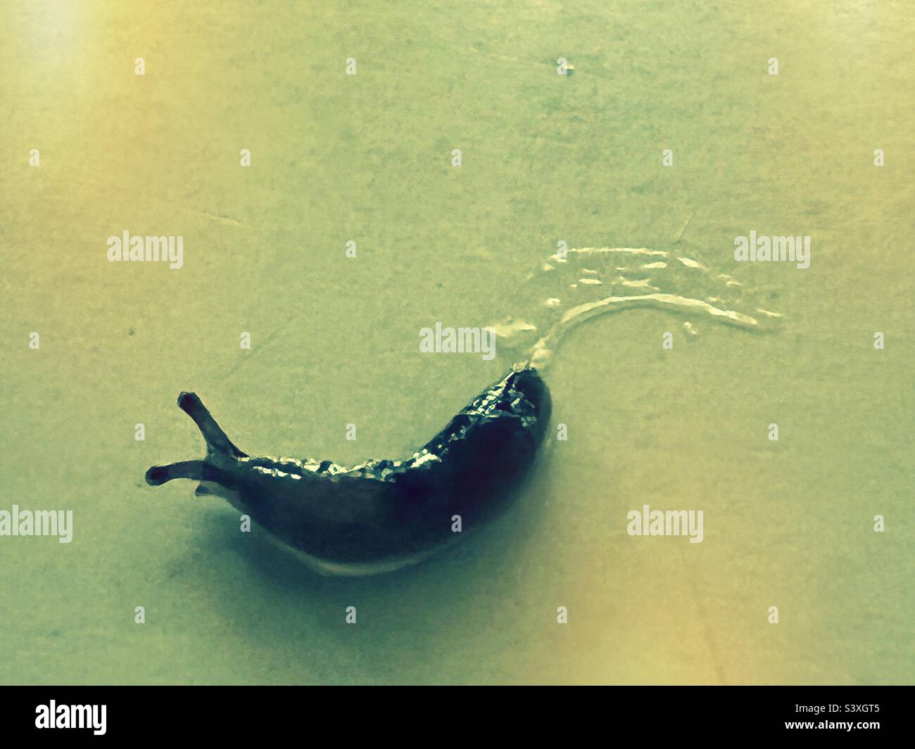 Slug con sentiero mucoso - Immagine stock catturata con smartphone