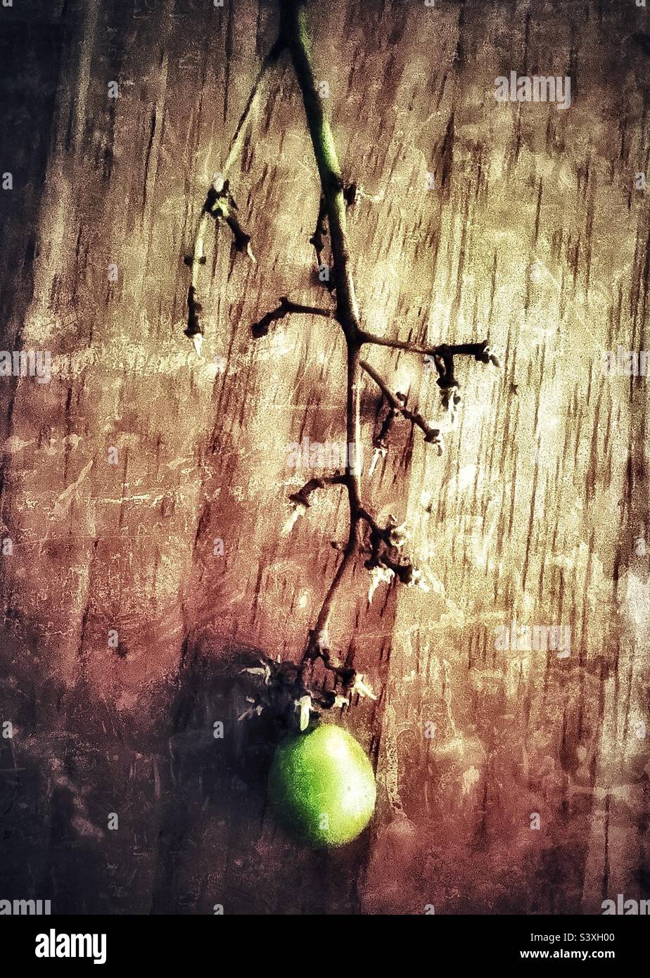 Una sola uva verde fresca si aggrappa alla fine del gambo dell'uva e viene posta su un tavolo da cucina in legno. Effetti di illuminazione e grunge applicati utilizzando l'applicazione IOS Snapseed. Foto Stock